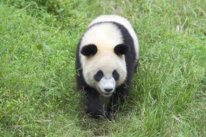 jätte panda, ailuropoda melanoleuca, Chengdu, Sichuan, Kina foto