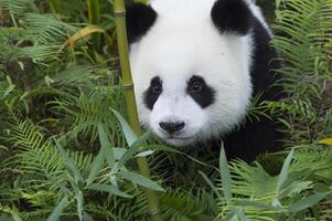 två år åldrig ung jätte panda, ailuropoda melanoleuca, Chengdu, Sichuan, Kina foto