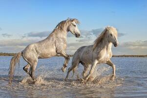 camargue hästar hingstar stridande i de vatten, bouches du rhone, Frankrike foto