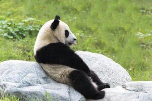 två år åldrig ung jätte panda, ailuropoda melanoleuca, Chengdu, Sichuan, Kina foto