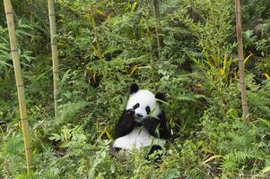 två år åldrig ung jätte panda, ailuropoda melanoleuca, Chengdu, Sichuan, Kina foto