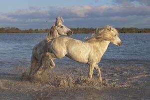 camargue hästar hingstar stridande i de vatten, bouches du rhone, Frankrike foto