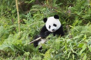 två år åldrig ung jätte panda, ailuropoda melanoleuca, Chengdu, Sichuan, Kina foto