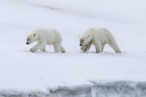 två ettåring polär Björn ungar, ursus maritimus, gående på de bergsrygg av en glaciär, Björnsundet, hinlopen sund, spitsbergen ö, svalbard skärgård, Norge foto