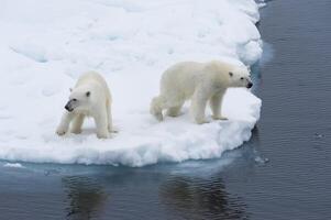 mor polär Björn, ursus maritimus, med en Valp på de kant av en smältande is isflak, spitsbergen ö, svalbard skärgård, norge, Europa foto