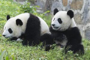 två år åldrig ung jätte panda, ailuropoda melanoleuca, Chengdu, Sichuan, Kina foto
