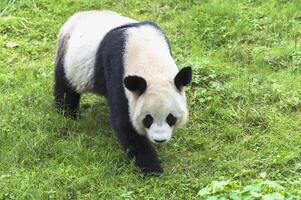 jätte panda, ailuropoda melanoleuca, Chengdu, Sichuan, Kina foto