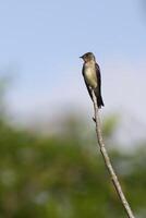 sydlig grov bevingad svälja, stelgidopteryx ruficollis ruficollis, amazon handfat, Brasilien foto