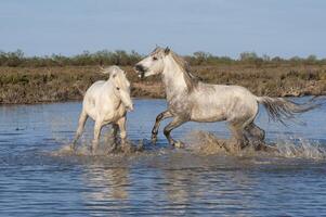 camargue hästar hingstar stridande i de vatten, bouches du rhone, Frankrike foto