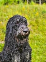 porträtt av en våt goldendoodle . de hund är Sammanträde med våt lockigt lång svart päls foto