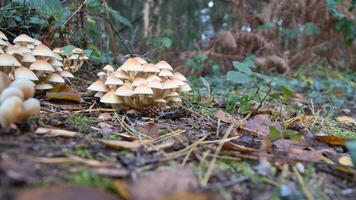 en grupp av svamp i de skog på de skog golv. mossa, tall nålar. foto