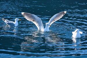 seagulls i de vatten i en fjord i Norge. dagsljus glittrar i de hav. djur- foto