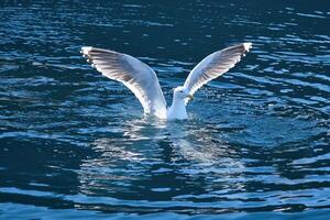 seagulls i de vatten i en fjord i Norge. dagsljus glittrar i de hav. djur- foto