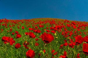 en fält skölja med ljus röd vallmo under en djup blå himmel, de blommar rik Färg poppar mot grön lövverk, skapande en slående naturlig tablå i de öppen landskap. foto