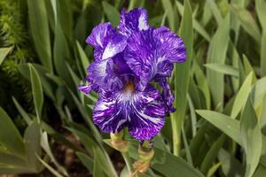 en gång detta blå skäggig iris blomma öppnas upp de blomma vänder lila inom en dag eller så foto