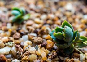 små knoppar av kalanchoe faller och gro upp på gruset foto