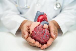 kardiovaskulär sjukdom cvd, asiatisk läkare innehav mänsklig anatomi modell för lära sig och behandla hjärta sjukdom. foto