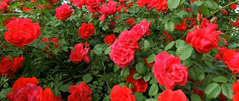 röd blommor i blomma på en reste sig buske panorama- Foto