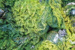 naturlig textur i natur med naturlig växt yta av kärr gräs och spirulina. foto