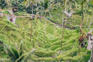 de skön ris fält terrasser i de djungel av ubud, bali ö av Indonesien. foto