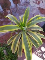 en växt med gul och grön löv foto