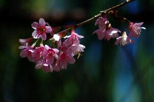 phaya suea krona blomma en närbild av en rosa blomma med en smält bakgrund foto