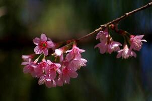 phaya suea krona blomma en närbild av en rosa blomma med en smält bakgrund foto