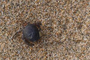 brachyura djur- på de strand på sand med Plats för text foto