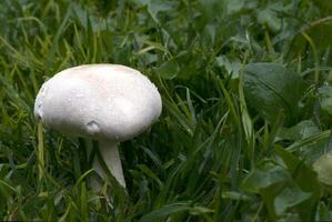 agaricus arvensis svampar vit svamp i de trädgård med Plats för text foto