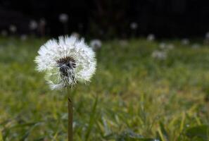 vit torkades taraxacum officinale växt i de trädgård, med Plats för text foto