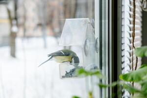 mes har frön i en transparent matare, i vinter, sida se. fågel vård i vinter- foto