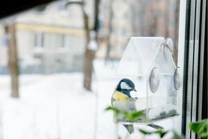 mes har frön i en transparent matare, i vinter, sida se. fågel vård i vinter- foto