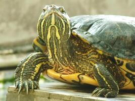 en stänga upp skott av en röd örat sköldpadda, trachemier scripta elegans, vilar i solljus. målad sköldpadda är en reptil bekant till bli en sällskapsdjur för några hobbyist. foto