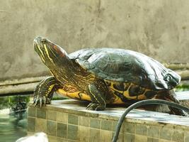 en stänga upp skott av en röd örat sköldpadda, trachemier scripta elegans, vilar i solljus. målad sköldpadda är en reptil bekant till bli en sällskapsdjur för några hobbyist. foto