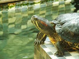 en stänga upp skott av en röd örat sköldpadda, trachemier scripta elegans, vilar i solljus. målad sköldpadda är en reptil bekant till bli en sällskapsdjur för några hobbyist. foto