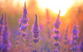 ai genererad närbild av lila blommor växande på de fält under solnedgång foto