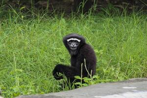 Västra hoolock gibbon Sammanträde och stirrande besökare inuti en Zoo foto