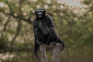 Västra hoolock gibbon Sammanträde på de trä- blockera och stirrande besökare inuti en Zoo foto