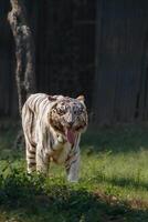 vit tiger leende och skrattande i en Zoo foto