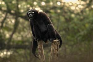 Västra hoolock gibbon Sammanträde på de trä- blockera och stirrande besökare inuti en Zoo foto