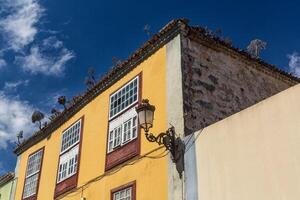 gata i la laguna, kanariefågel ö tenerife Spanien foto