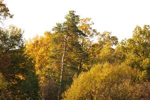 skön landskap. fält och kant av skog foto