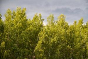 grön parkera, skog bakgrund foto