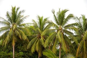 palm på södra Thailand foto