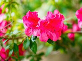 rhododendron blommor blommar i vår foto