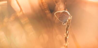 solnedgång natur äng fält med fjäril som vår sommar bakgrund begrepp. Fantastisk fantasi natur närbild. inspirera natur fredlig skön tapet design. dröm bokeh solnedgång fält foto