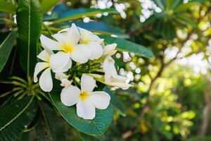 träd med grenar av vit frangipani blommor. blomning frangipani blomma på en bakgrund av grön löv foto