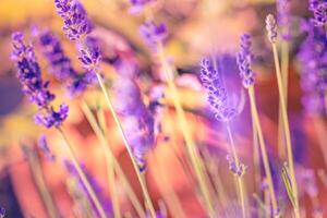 underbar närbild blommig panorama. Fantastisk sommar suddig landskap av blomning lavendel- blommor, fredlig solnedgång se, lantbruk naturskön. skön natur drömmande bakgrund, inspirera Lycklig meditation foto