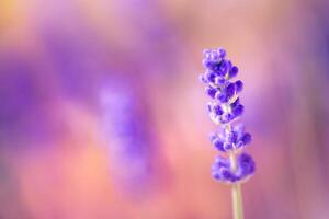 underbar närbild blommig panorama. Fantastisk sommar suddig landskap av blomning lavendel- blommor, fredlig solnedgång se, lantbruk naturskön. skön natur drömmande bakgrund, inspirera Lycklig meditation foto