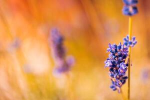 underbar närbild blommig panorama. Fantastisk sommar suddig landskap av blomning lavendel- blommor, fredlig solnedgång se, lantbruk naturskön. skön natur drömmande bakgrund, inspirera Lycklig meditation foto